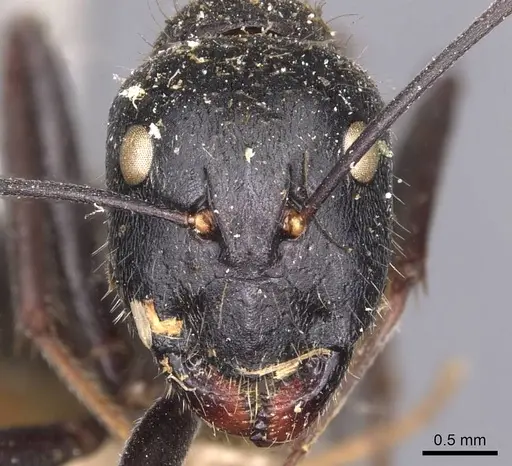 Camponotus gambeyi specimen CASENT0905387 image casent0905387_2