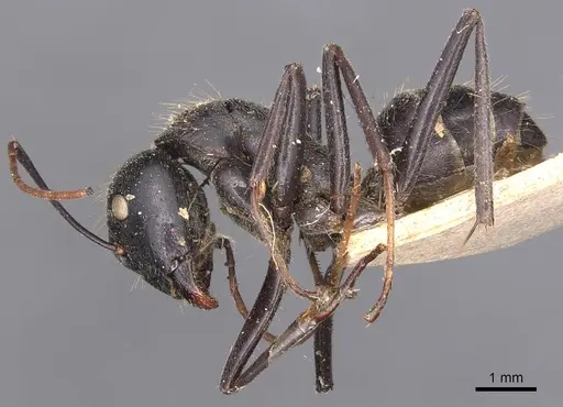 Camponotus gambeyi specimen CASENT0905387 image casent0905387_3
