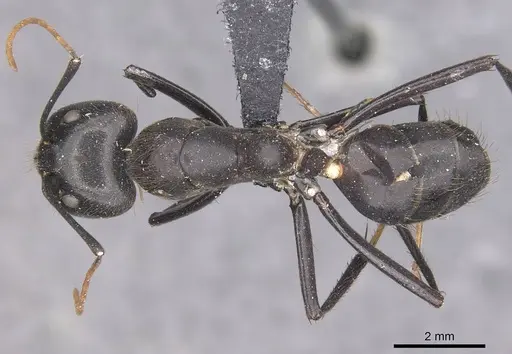 Camponotus gambeyi specimen CASENT0910313 image casent0910313_1