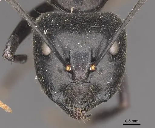 Camponotus gambeyi specimen CASENT0910313 image casent0910313_2