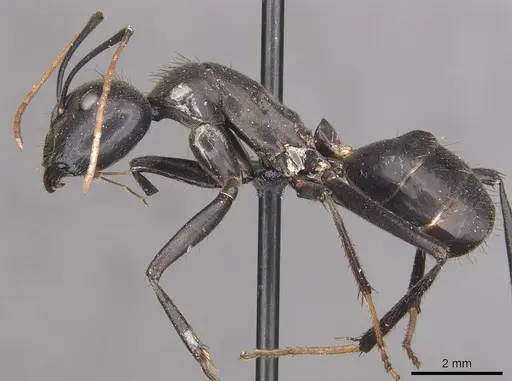 Camponotus gambeyi specimen CASENT0910313 image casent0910313_3