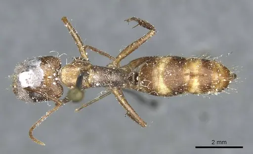 Camponotus geayi specimen CASENT0913710 image casent0913710_1