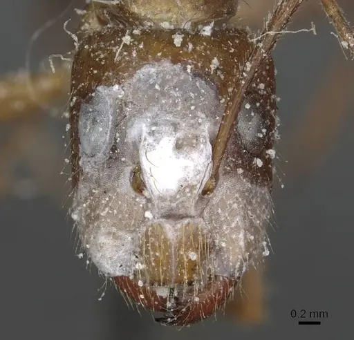 Camponotus geayi specimen CASENT0913710 image casent0913710_2