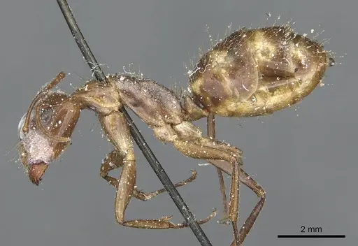 Camponotus geayi specimen CASENT0913710 image casent0913710_3