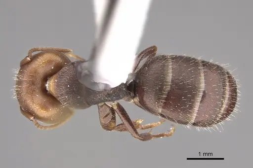Camponotus genatus specimen CASENT0217659 image casent0217659_1