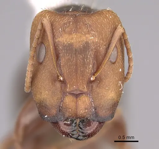 Camponotus genatus specimen CASENT0217659 image casent0217659_2