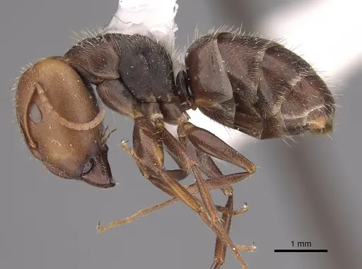 Camponotus genatus specimen CASENT0217659 image casent0217659_3