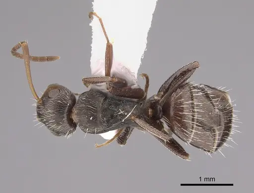 Camponotus genatus specimen CASENT0217660 image casent0217660_1