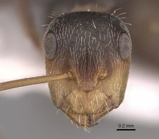 Camponotus genatus specimen CASENT0217660 image casent0217660_2