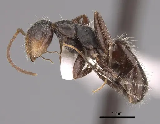 Camponotus genatus specimen CASENT0217660 image casent0217660_3