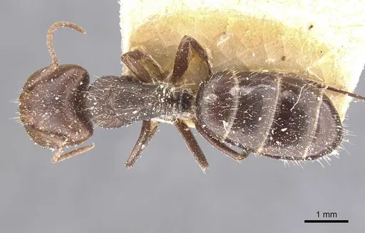 Camponotus genatus specimen CASENT0911686 image casent0911686_1