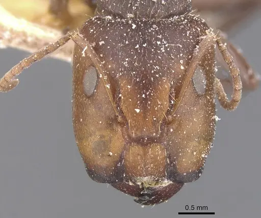 Camponotus genatus specimen CASENT0911686 image casent0911686_2