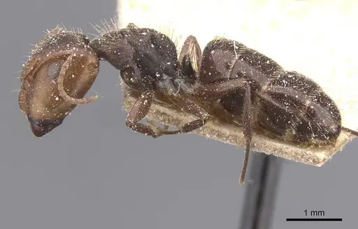 Camponotus genatus specimen CASENT0911686 image casent0911686_3