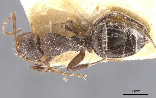 Camponotus genatus specimen CASENT0911687 image casent0911687_1