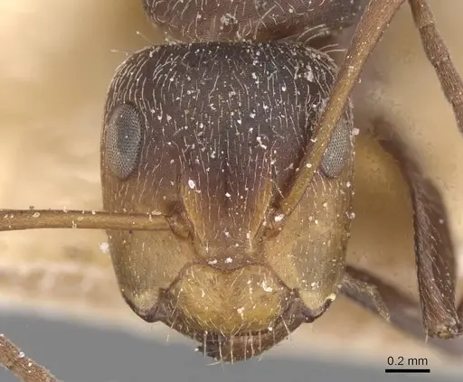 Camponotus genatus specimen CASENT0911687 image casent0911687_2