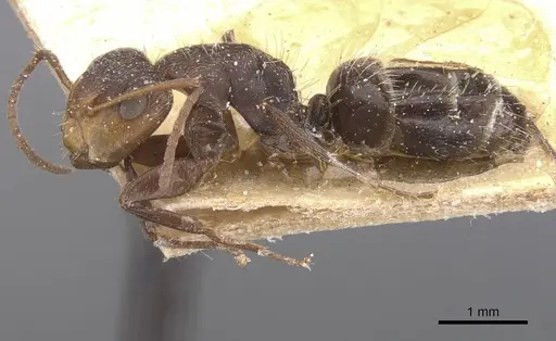 Camponotus genatus specimen CASENT0911687 image casent0911687_3