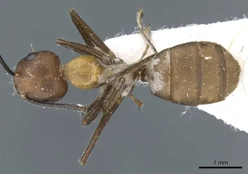 Camponotus gentingensis specimen CASENT0905891 image casent0905891_1