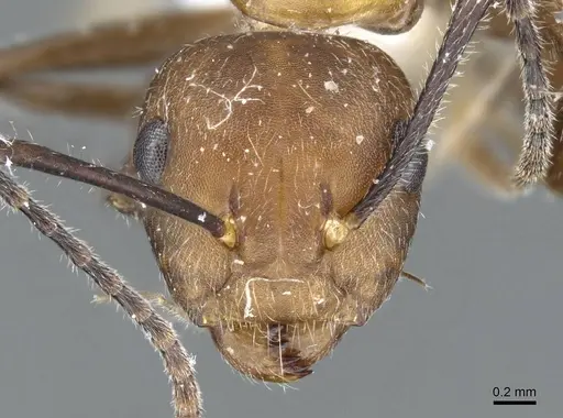 Camponotus gentingensis specimen CASENT0905891 image casent0905891_2