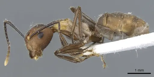 Camponotus gentingensis specimen CASENT0905891 image casent0905891_3