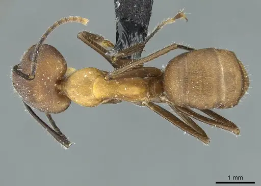 Camponotus gentingensis specimen CASENT0911635 image casent0911635_1