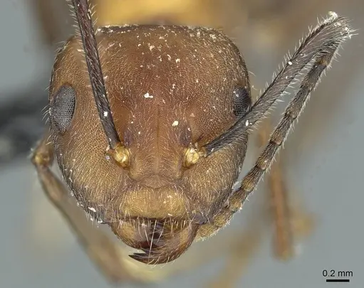 Camponotus gentingensis specimen CASENT0911635 image casent0911635_2