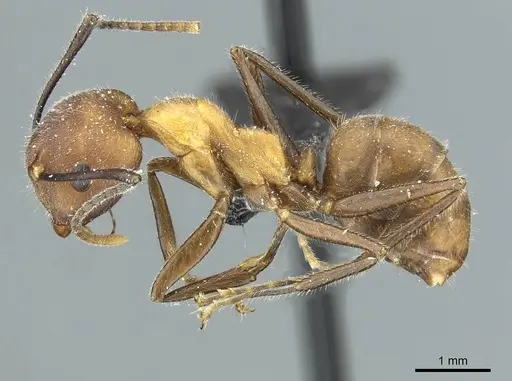 Camponotus gentingensis specimen CASENT0911635 image casent0911635_3