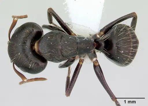 Camponotus germaini specimen CASENT0173419 image casent0173419_1