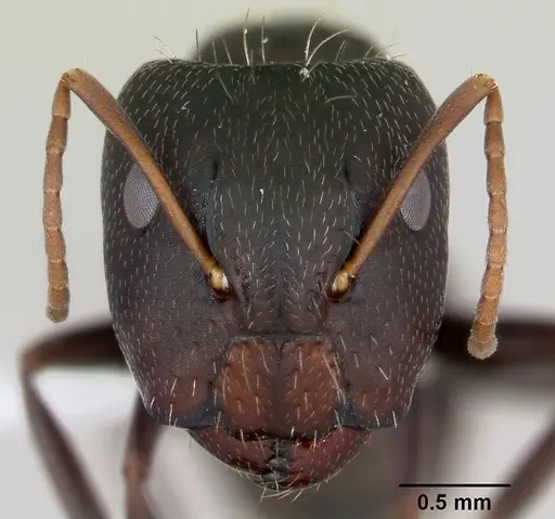 Camponotus germaini specimen CASENT0173419 image casent0173419_2