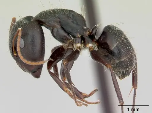 Camponotus germaini specimen CASENT0173419 image casent0173419_3