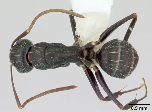 Camponotus germaini specimen CASENT0173420 image casent0173420_1