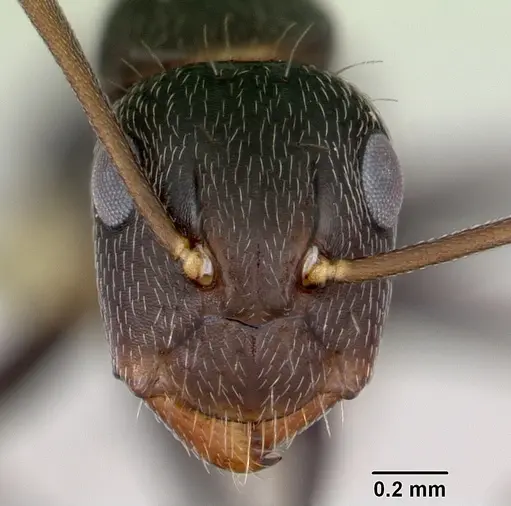Camponotus germaini specimen CASENT0173420 image casent0173420_2