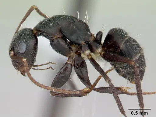 Camponotus germaini specimen CASENT0173420 image casent0173420_3