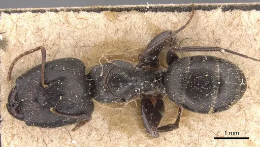 Camponotus germaini specimen CASENT0905486 image casent0905486_1