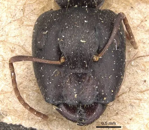 Camponotus germaini specimen CASENT0905486 image casent0905486_2
