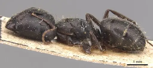 Camponotus germaini specimen CASENT0905486 image casent0905486_3