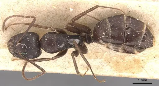 Camponotus germaini specimen CASENT0905487 image casent0905487_1