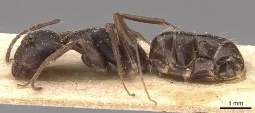 Camponotus germaini specimen CASENT0905487 image casent0905487_3