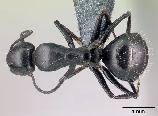 Camponotus gestroi specimen CASENT0179873 image casent0179873_1