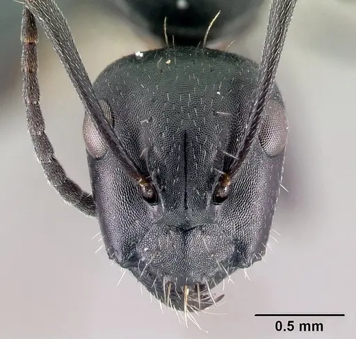 Camponotus gestroi specimen CASENT0179873 image casent0179873_2