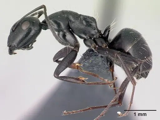 Camponotus gestroi specimen CASENT0179873 image casent0179873_3