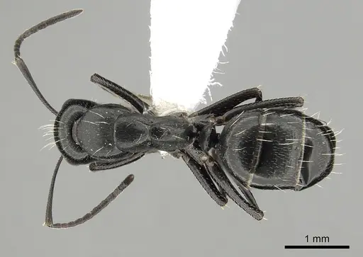 Camponotus gestroi specimen CASENT0249980 image casent0249980_1