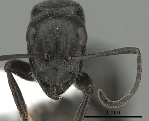 Camponotus gestroi specimen CASENT0249980 image casent0249980_2