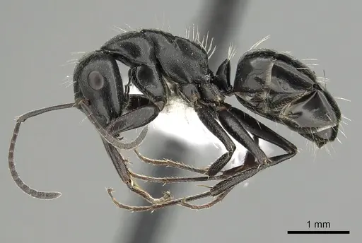 Camponotus gestroi specimen CASENT0249980 image casent0249980_3