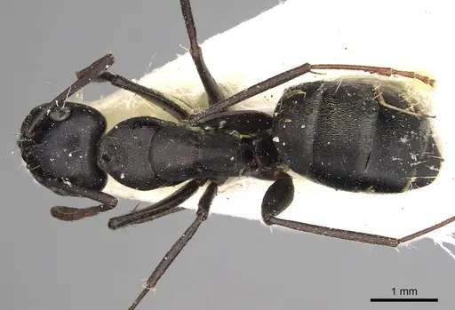 Camponotus gestroi specimen CASENT0280603 image casent0280603_1