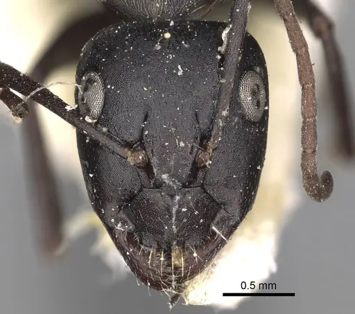 Camponotus gestroi specimen CASENT0280603 image casent0280603_2