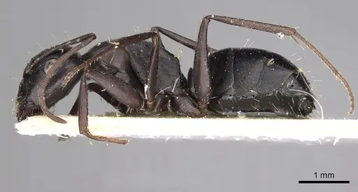 Camponotus gestroi specimen CASENT0280603 image casent0280603_3