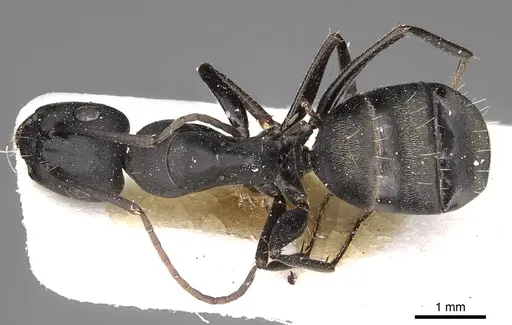 Camponotus gestroi specimen CASENT0280604 image casent0280604_1
