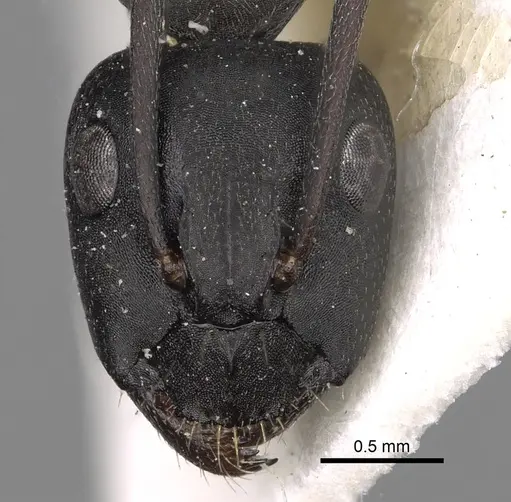 Camponotus gestroi specimen CASENT0280604 image casent0280604_2