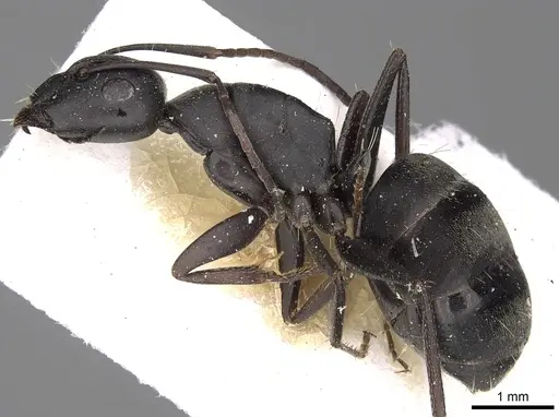 Camponotus gestroi specimen CASENT0280604 image casent0280604_3