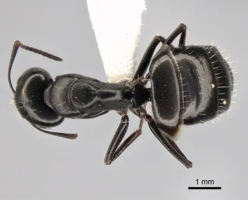 Camponotus gestroi specimen CASENT0882034 image casent0882034_1